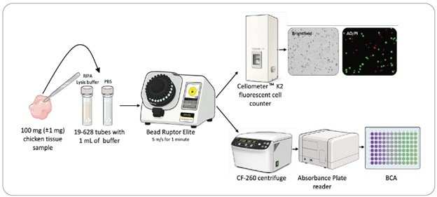 Figure 1 - Bead mill homogenizer workflow for tissue lysis comparing buffers for assays for protein extraction