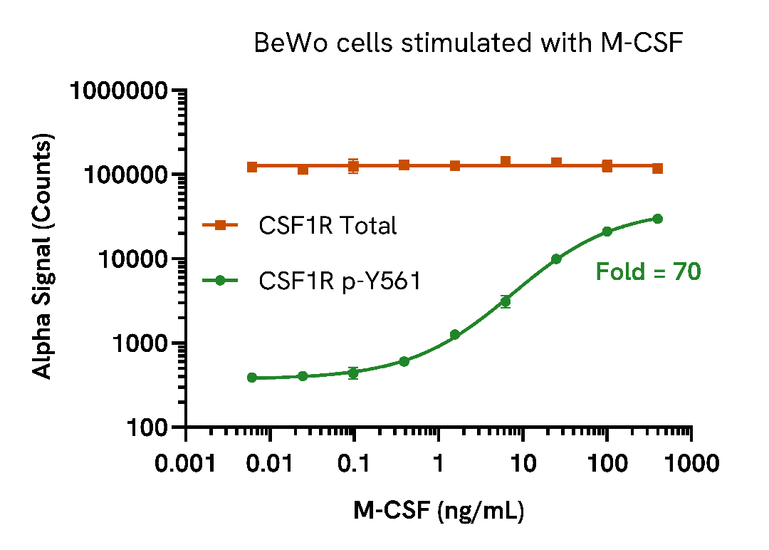 M-CSF induces CSF1R phosphorylation in a dose-dependent manner