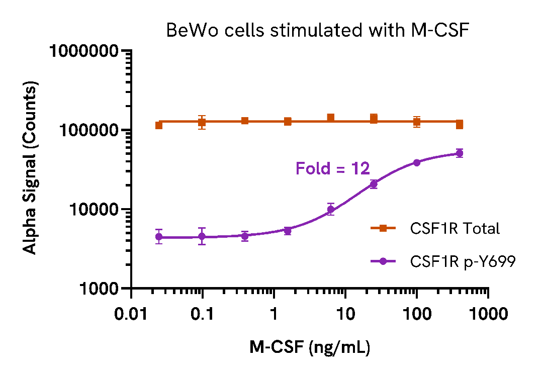 M-CSF induces CSF1R phosphorylation in a dose-dependent manner