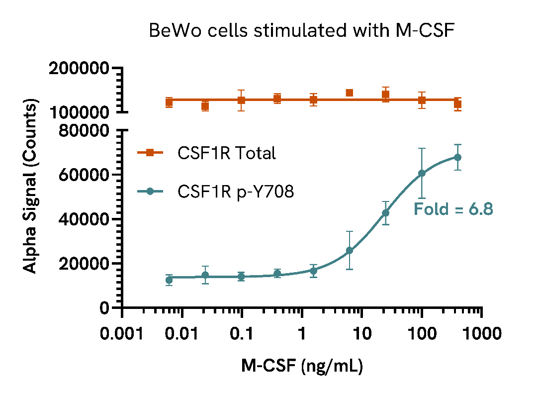 M-CSF induces CSF1R phosphorylation in a dose-dependent manner