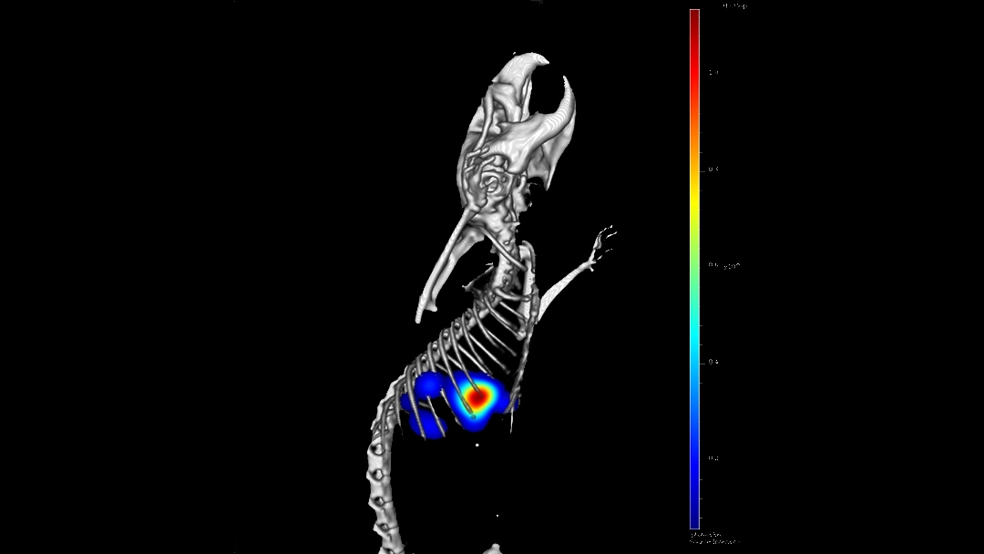 Bioluminescence tomography and microCT imaging of tumor