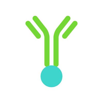 Biotinylated Antibody image