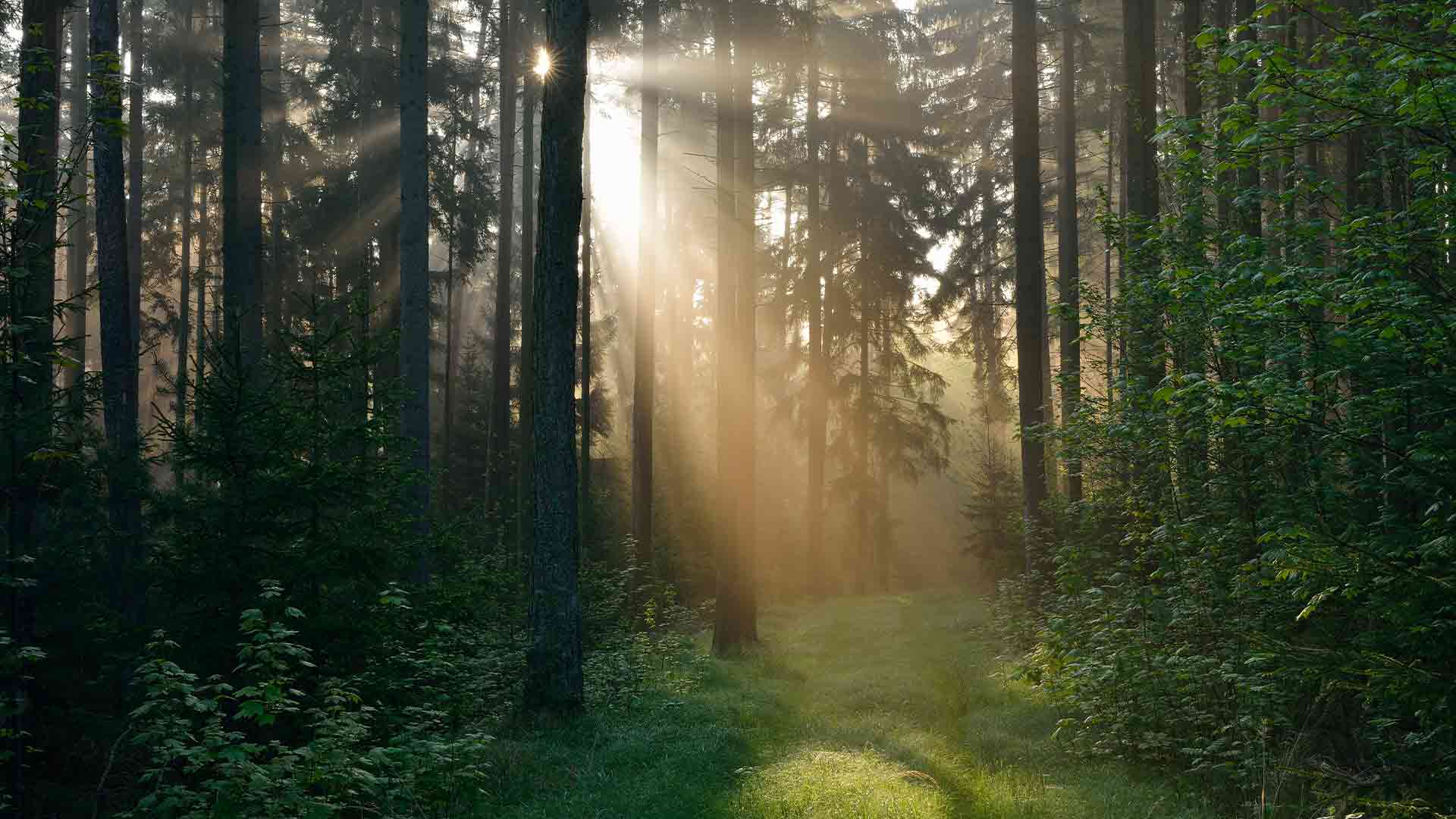 image blog plasma thumbnail