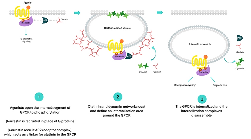 The classical β-arrestin-dependent GPCR internalization pathway.