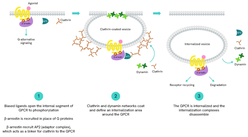 The classical β-arrestin-dependent GPCR internalization pathway