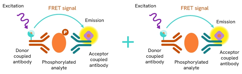 HTRF Total β-arrestin 1 and Total β-arrestin 2 quantification assay principle