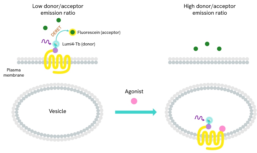 Tag-lite GPCR internalization assay principle