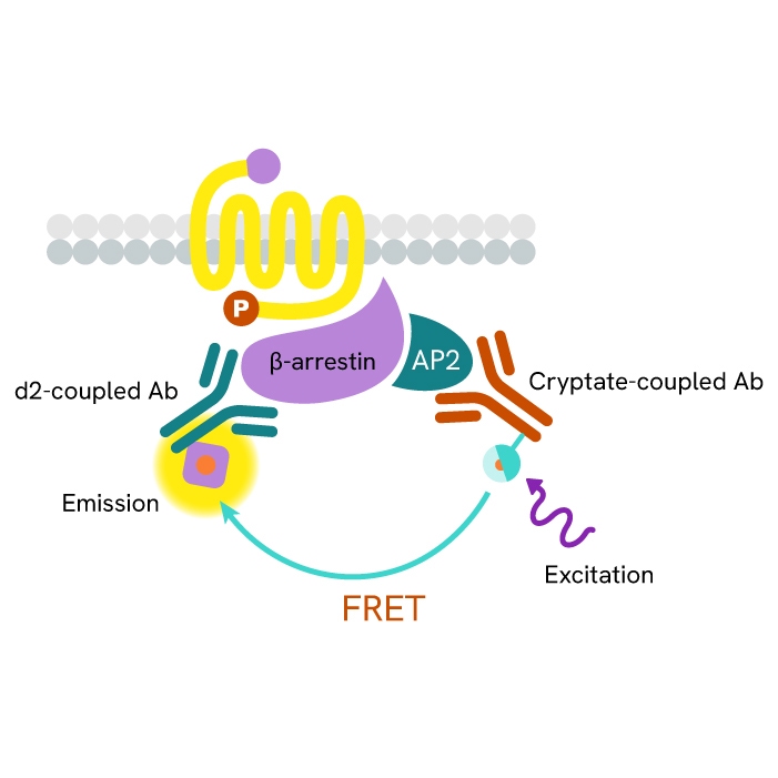 HTRF β-arrestin 2 recruitment assay principle