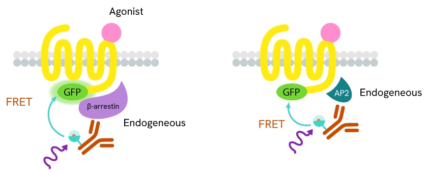HTRF β-arrestin 2 or AP2 recruitment assay principle