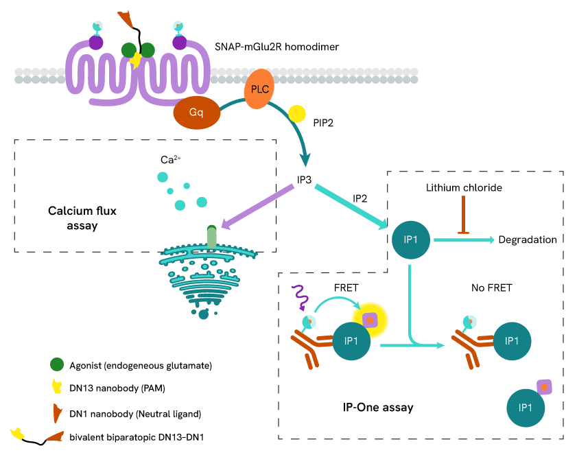 BP neuro ILL 2