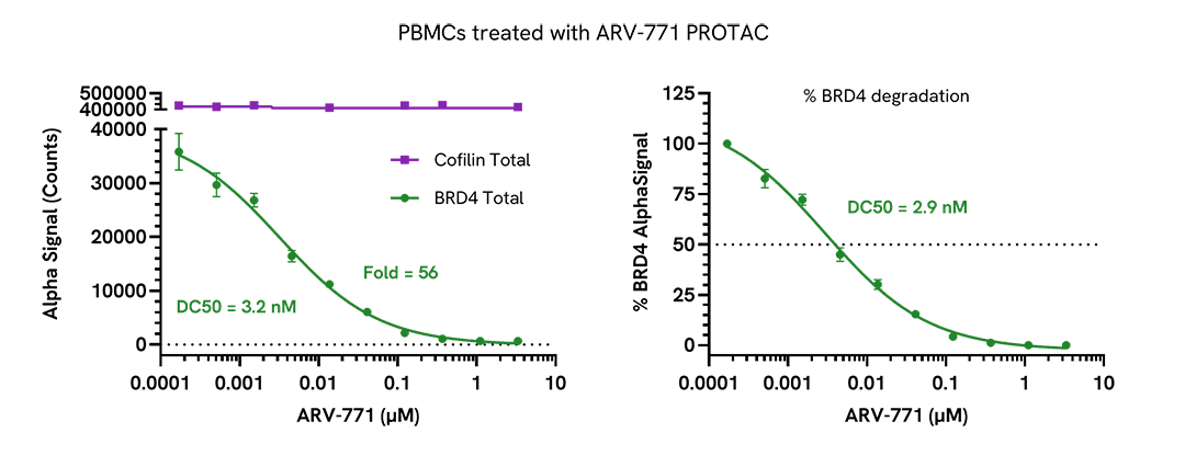 PROTAC degradation of BRD4 in PBMCs