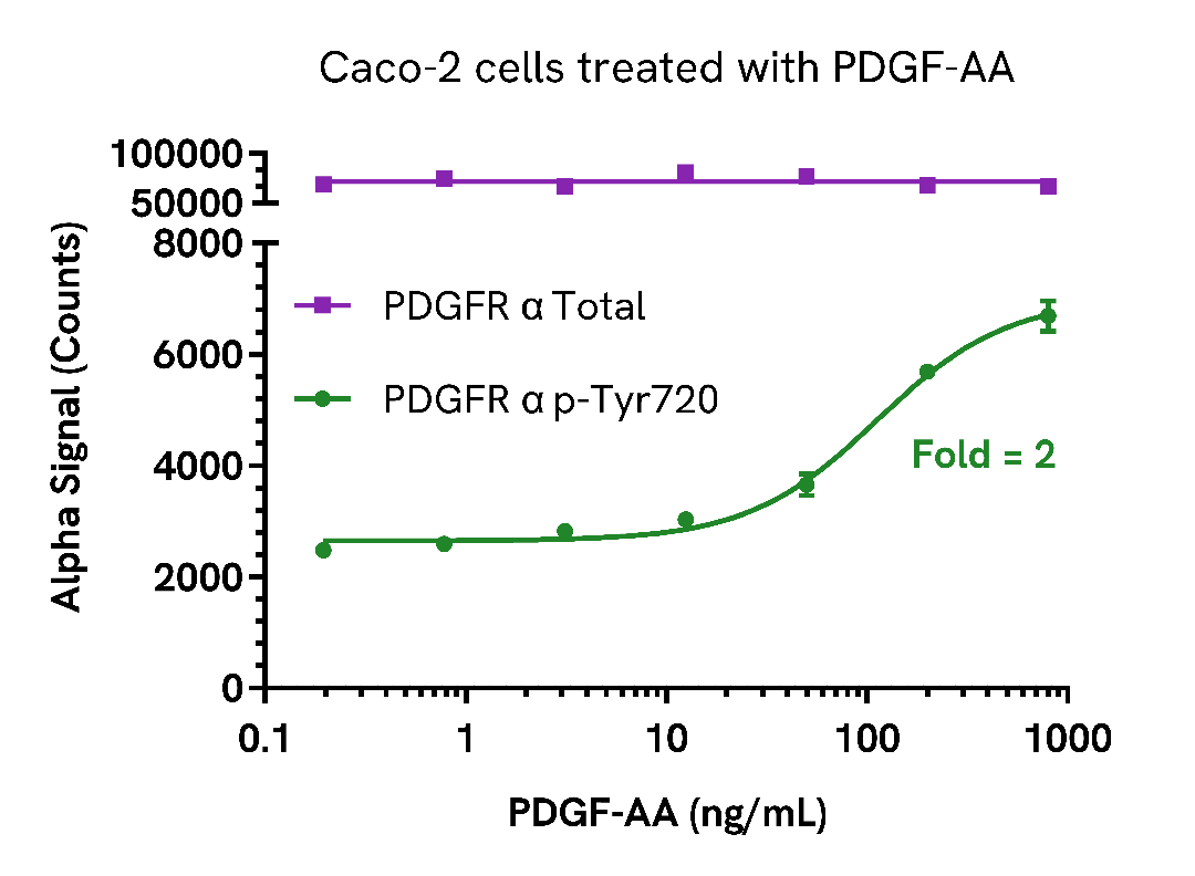 Phosphorylation of PDGF Receptor α in cells treated with PDGF-AA
