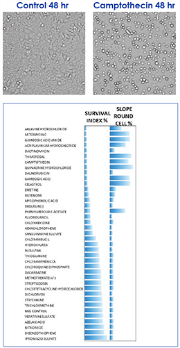 Camptothecin induced morphological changes