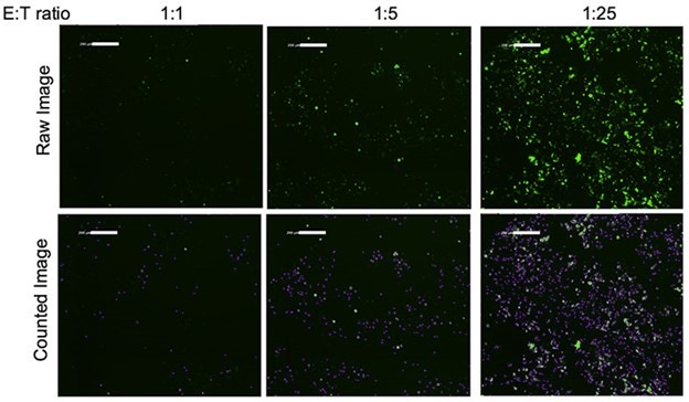 CAR T cell-mediated cytotoxicity-1