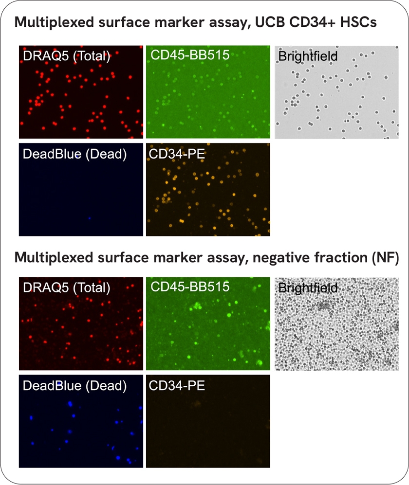 cd34+ inblog image