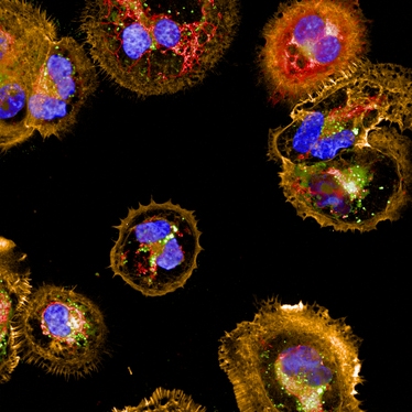 Cellular Imaging & Analysis Systems | Revvity