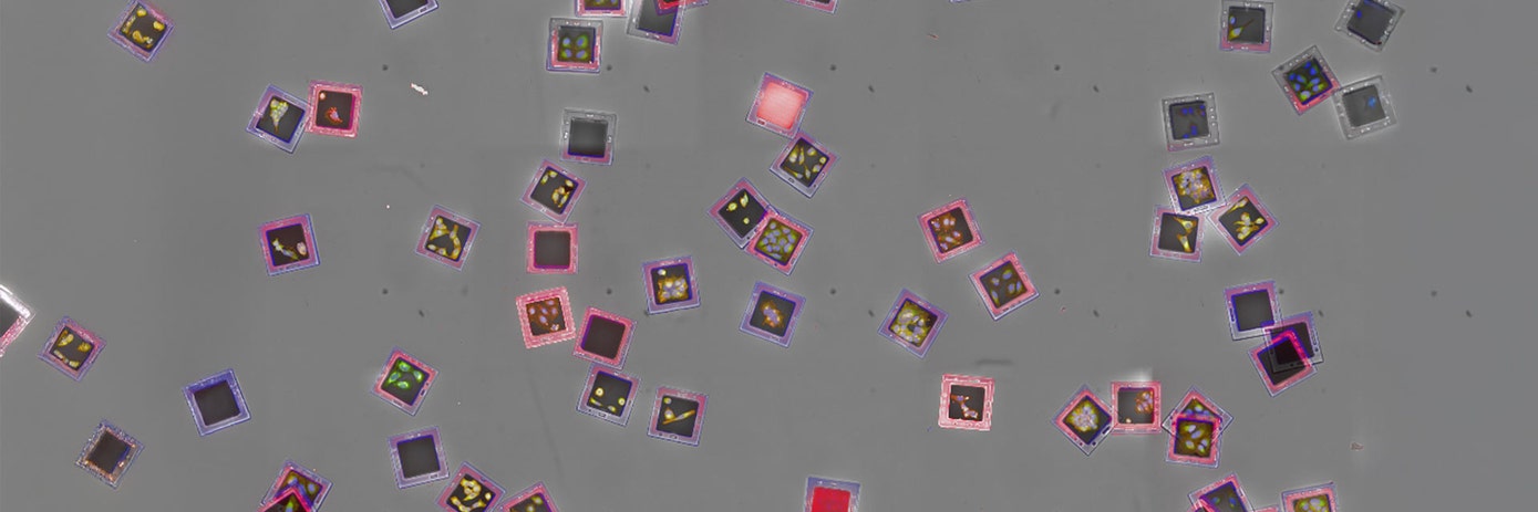 cell multiplexing opera phenix semacyte microcarriers hero