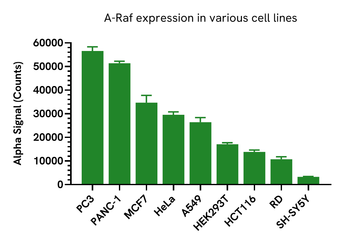 A-Raf expression in various cell lines