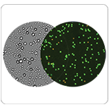 Revvity Cellaca MX cell counting system - cell clusters