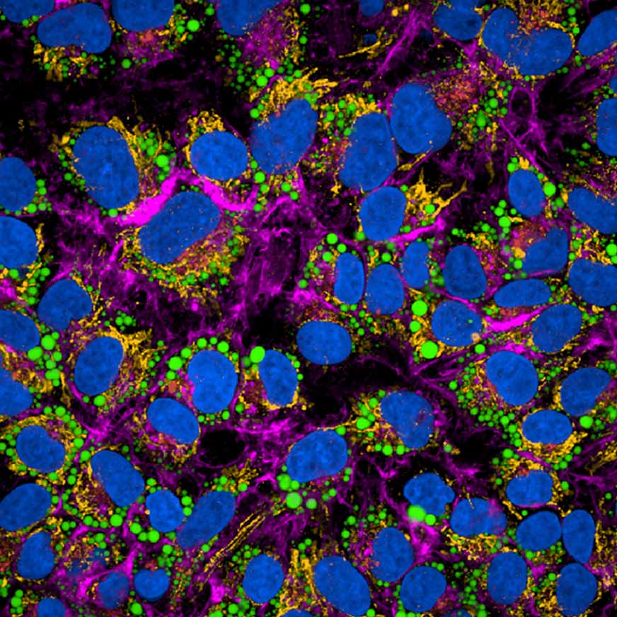 img-cellular-imaging-reagents-highres872x872