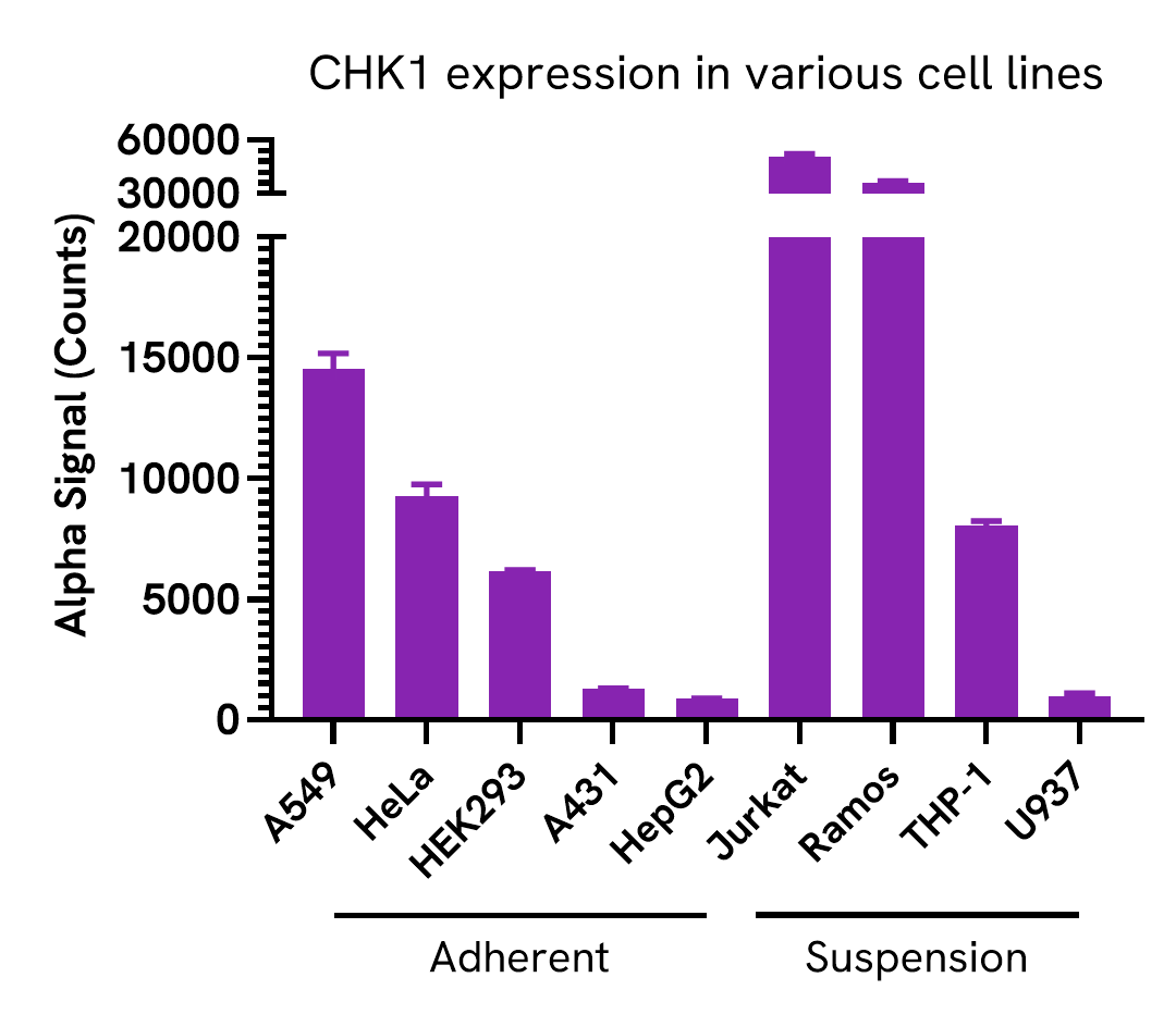 Versatility of Total CHK1 assay in various cell lines