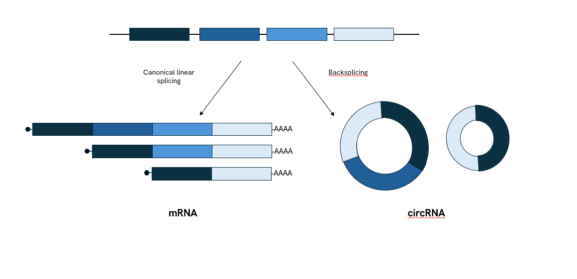 img-circRNA-figure1