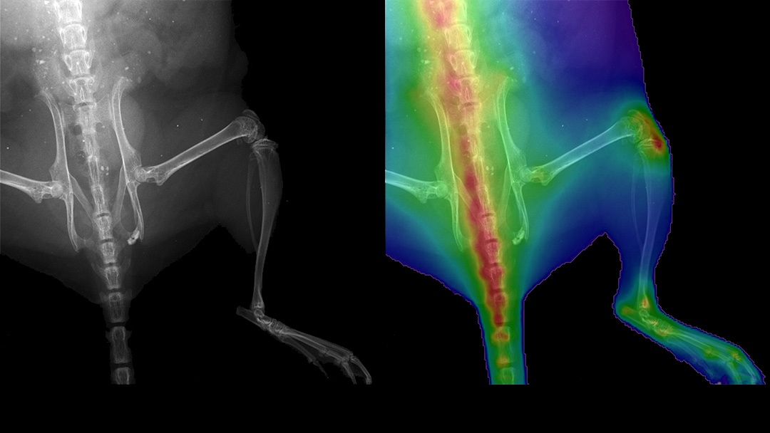 Combining x-ray with fluorescence imaging to evaluate bone turnover