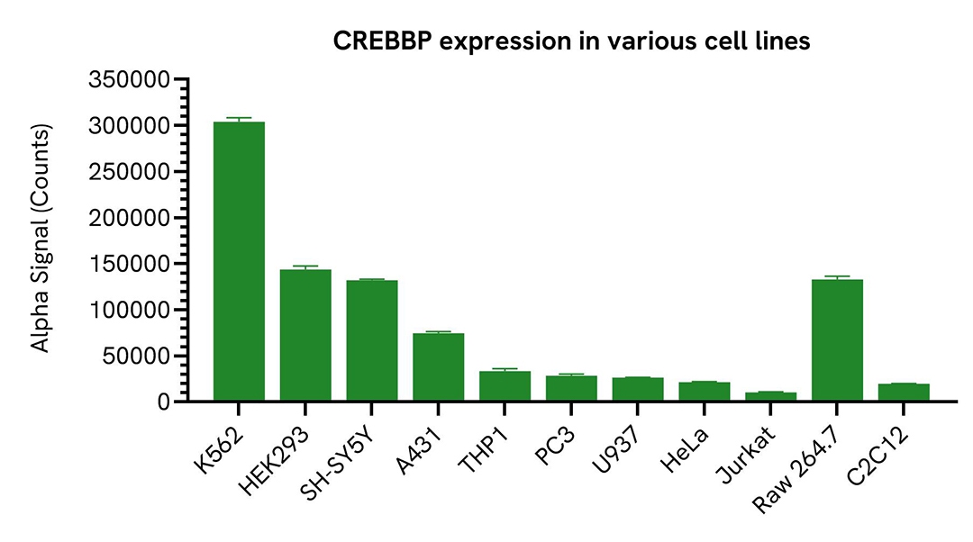 CREBBP expression in various cell lines