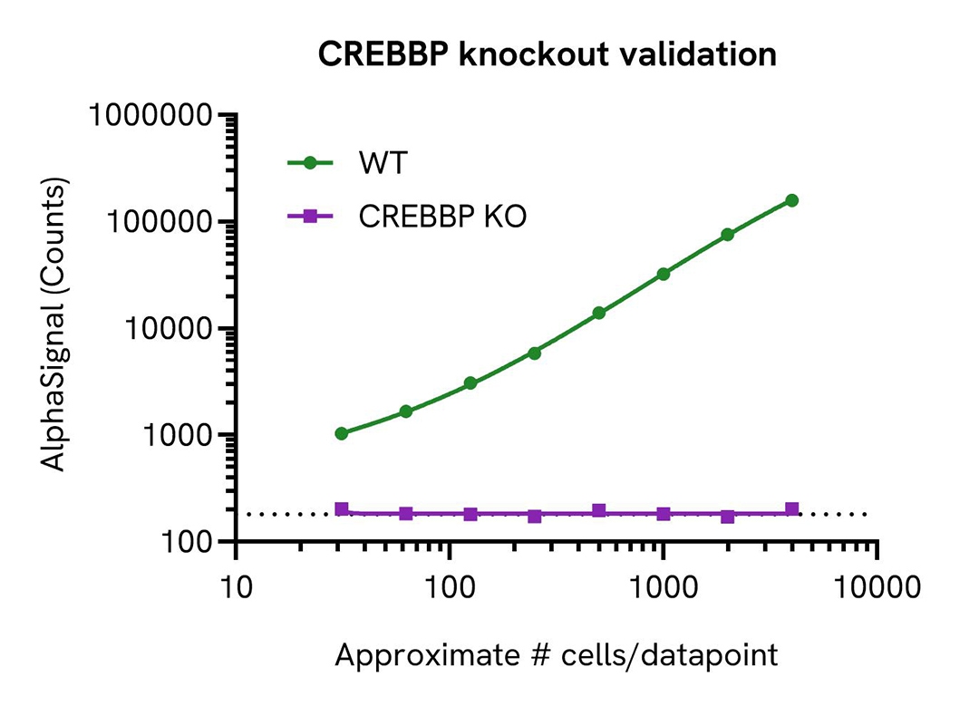 CREBBP Knockout Validation