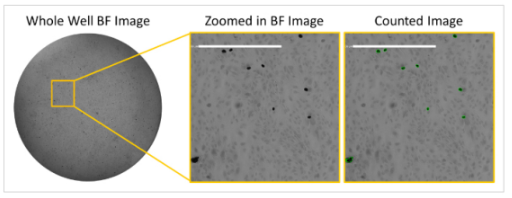 Cytomegalovirus neutralization assay using brightfield-1