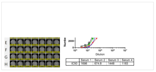 Cytomegalovirus neutralization assay using brightfield-3