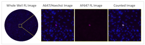 Cytomegalovirus neutralization assay using fluorescence-1
