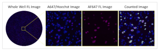 img-cytomegalovirus-neutralization-assay-using-fluorescence-2.PNG
