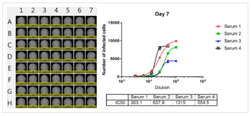 Cytomegalovirus neutralization assay using fluorescence-3