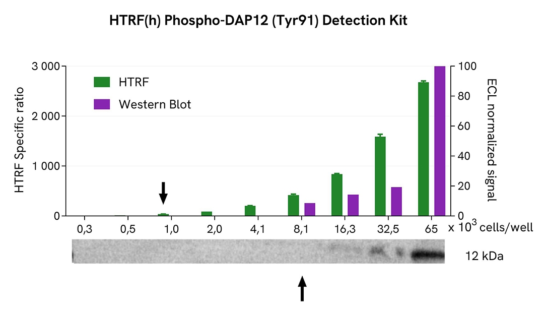 DAP12 phospho-Y91 Western Blot