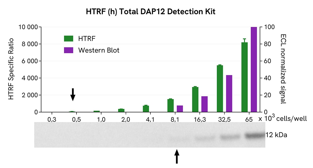 DAP12 total Western Blot