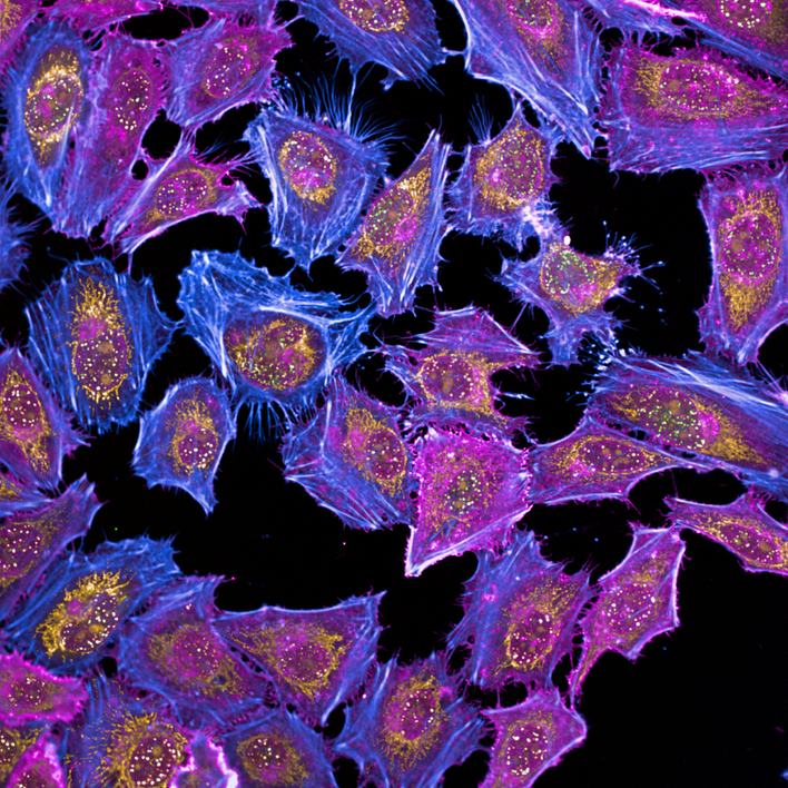 5-plex phenotypic assay imaged on the Opera Phenix Plus high-content screening system.