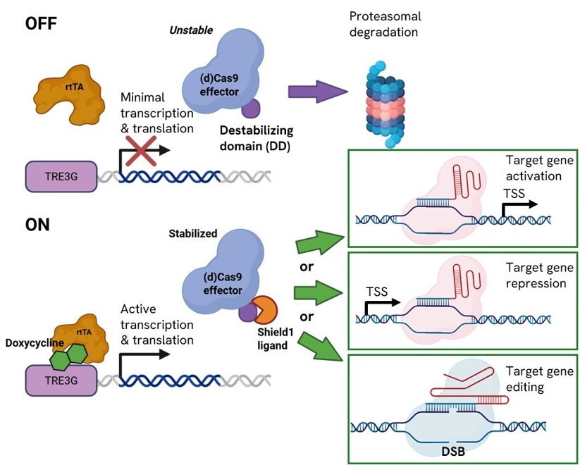 dharmacon strict blog in-content image