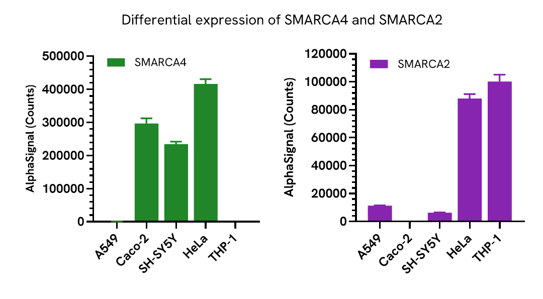Differential expression of SMARCA4 and SMARCA2 in relevant cell lines