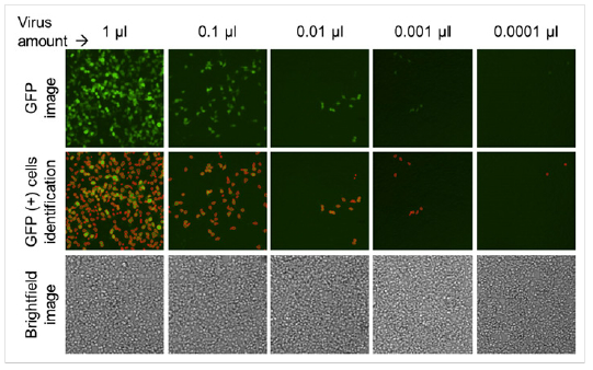 direct measurement of lentivirus
