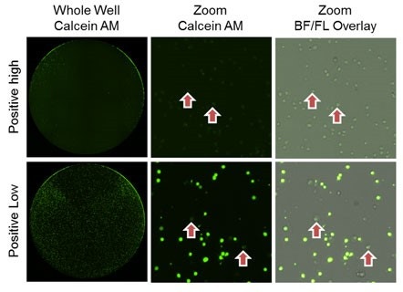 Dose-Dependent CDC Images