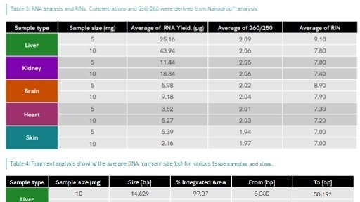 Dual DNA and RNA from mouse tissues with well plate homogenizer preview