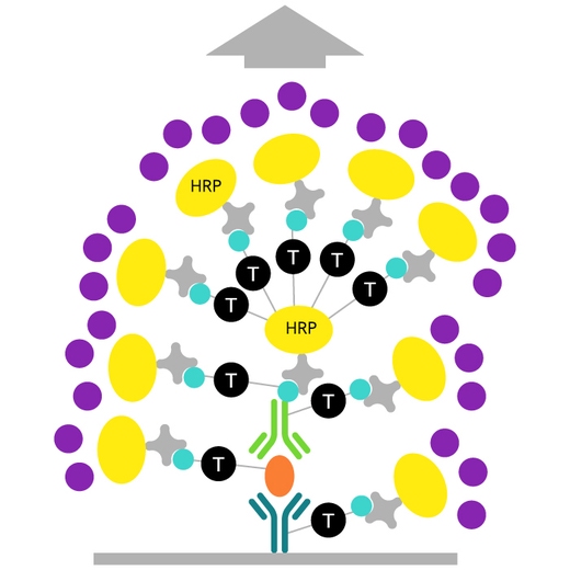 ELAST ELISA Amplification System