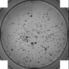 Embryoid bodies from a 24-well plate