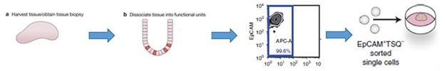 Isolated adult stem/ progenitor cells