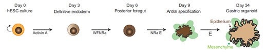 HESC/ iPSC differentiation