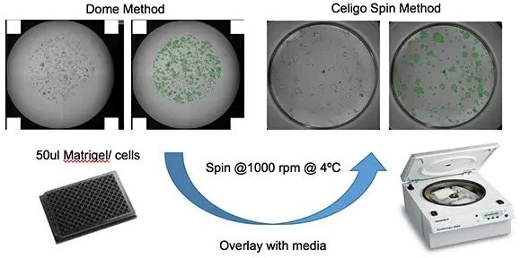 Isolated fragments of tissues from the corresponding organ