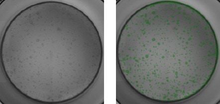 Mouse pancreatic organoids plated-96 well plate