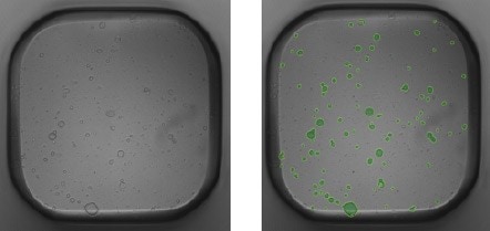 Mouse pancreatic organoids plated and imaged in a 384-well plate