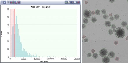 Embryoid bodies was plotted in a histogram